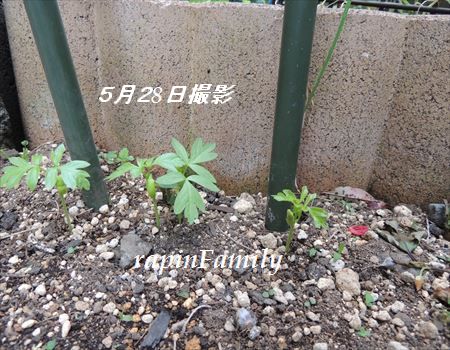5.28の普選蔓