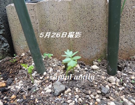 5.26風船蔓の芽