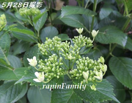 5.28の墨田の花火