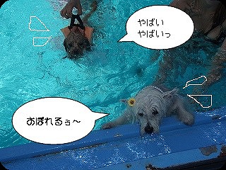 プールキキとライチ