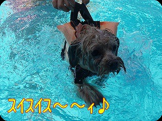 プールきき