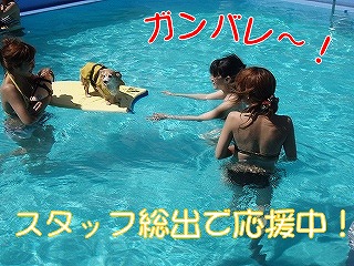 プール6