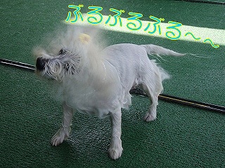 プール7