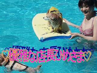 プール4