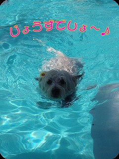 プールライチ