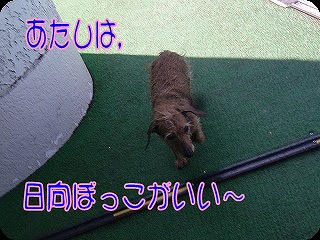 プールらむ
