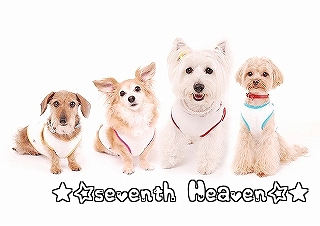 スタッフ犬たち