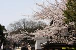 330京都オフクーさん撮影8映画村内の桜