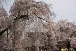 330京都オフクーさん撮影12嵐山の公園