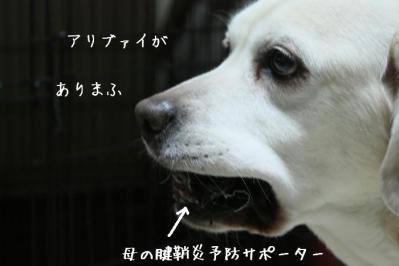 DPP_0182_20130406094021.jpg