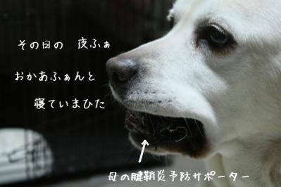 DPP_0184_20130406094109.jpg