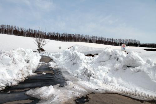 雪割り20130406