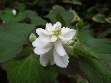 ドクダミの花