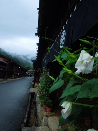 朝顔