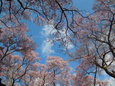 江戸小彼岸桜