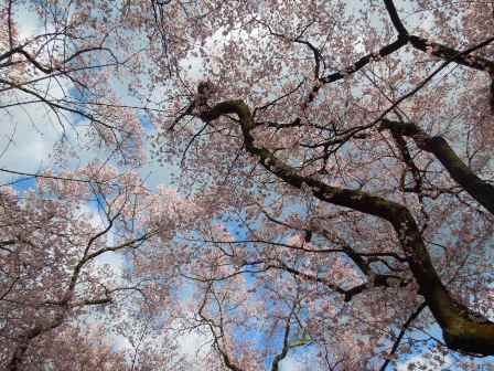 桜と空