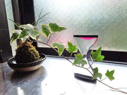 苔玉