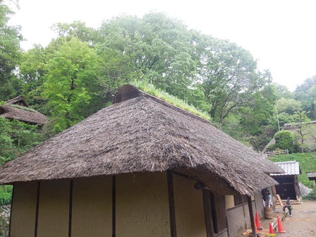 屋根の上に咲く花