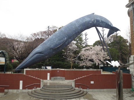 さくら5
