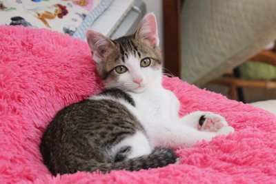 お嬢セシル☆人間の彼氏も募集中(子猫里親募集中)