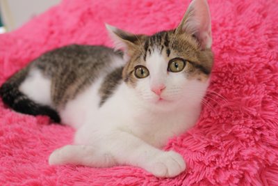 お嬢セシル☆人間の彼氏も募集中(子猫里親募集中)