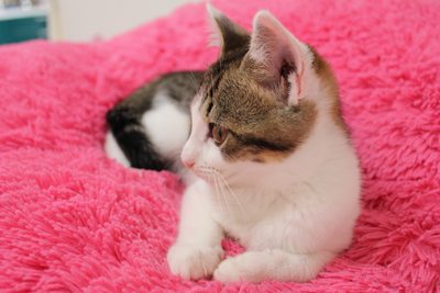 お嬢セシル☆人間の彼氏も募集中(子猫里親募集中)