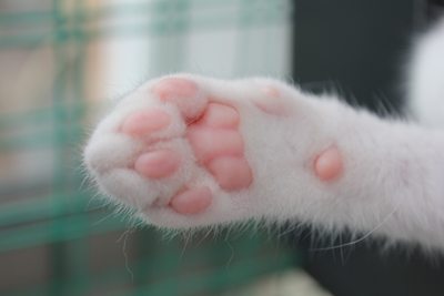 お嬢セシル☆人間の彼氏も募集中(子猫里親募集中)