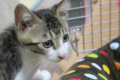 不安げなもっちぃ