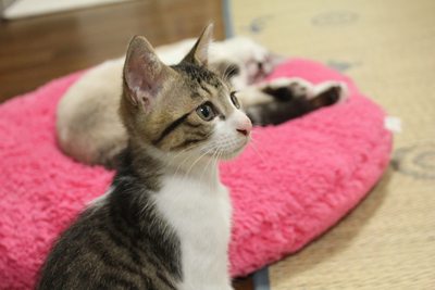 ここどこ?かあさんとねえちゃんは?