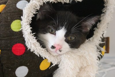 キャリーから出るや否や猫ハウスにしゅぼっ