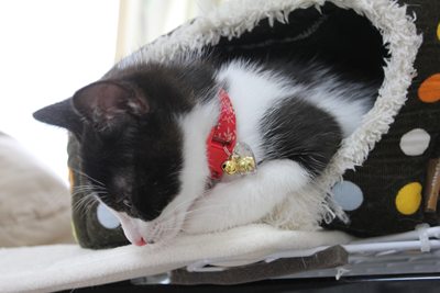 くんくんくん・・・やっぱり知らない猫のにおいだにゃ