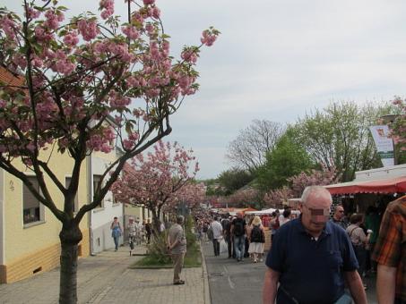 桜並木