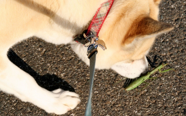 IMG_0031 (600x374) (2)