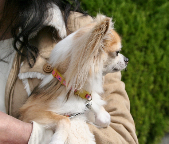 IMG_0055 (550x466)
