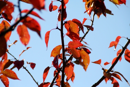 IMG_0133 (550x367)