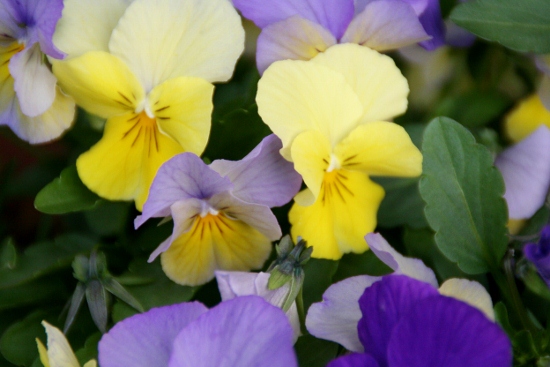 IMG_0008 (550x367)