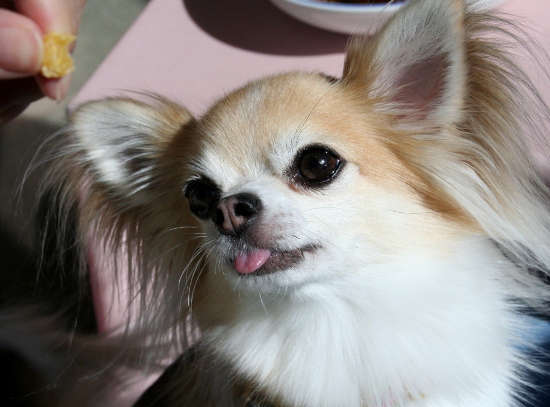 IMG_0255 (550x407)