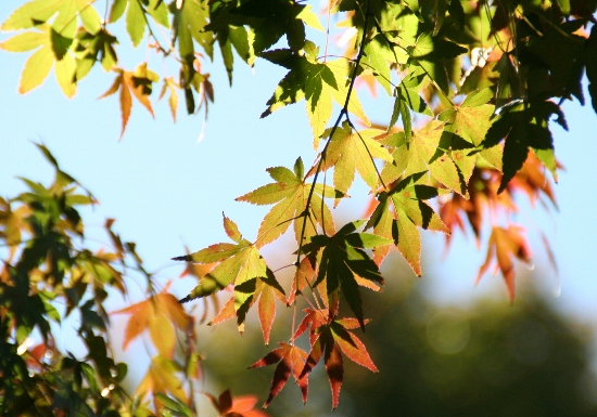 IMG_0127 (550x385)