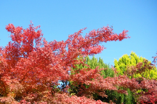 DSCN5130 (550x365)