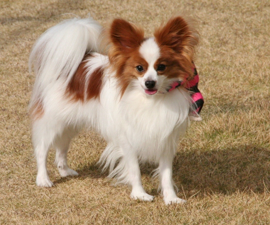 IMG_0288 (550x457)