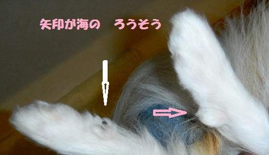ロウソウ