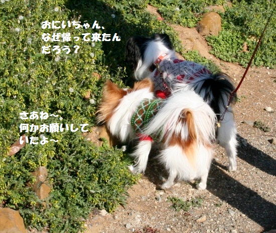 ぱぴまり3