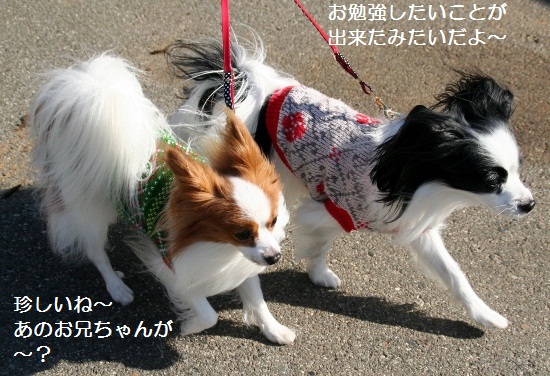 ぱぴまり10