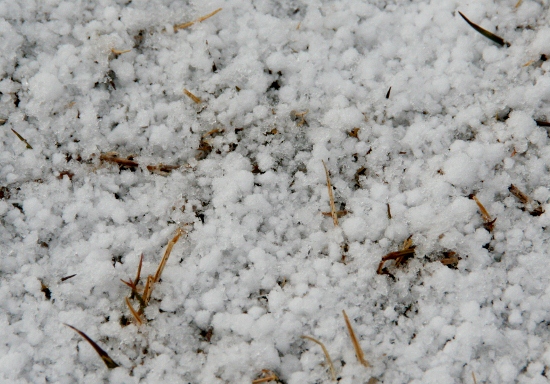 IMG_0157 (550x384)