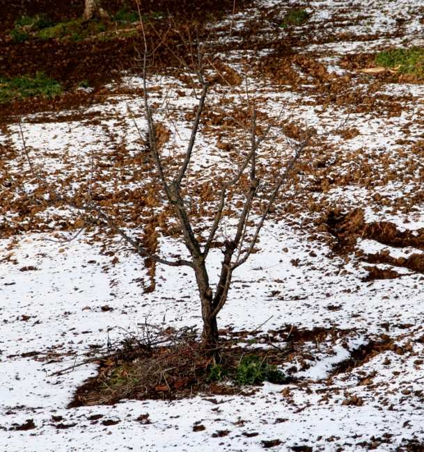 IMG_0240 (609x650)