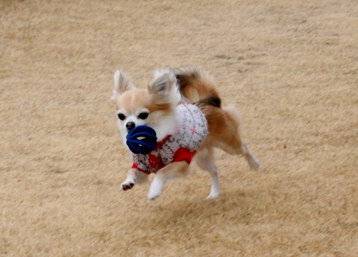 IMG_0353 (700x502) (2)