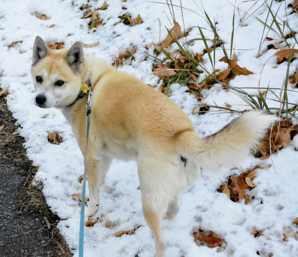 DSC_0003 (600x518)