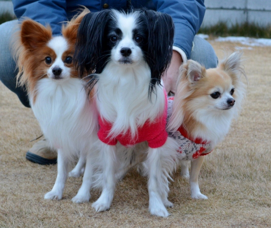 DSC_0063 (550x464)