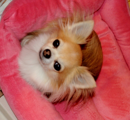 DSC_0029 (550x509)