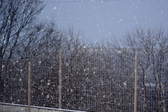 DSC_0303 (550x367) (2)